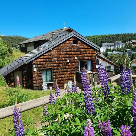 Les Lupins Bleus Au Pied Des Pistes Font-romeu Pyrenees 2000 * Bolquere Pyrenees 2000